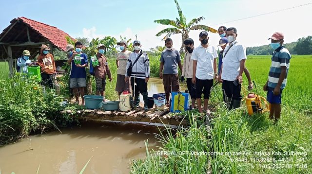 Gandeng Petani, Penyuluh Pertanian Arjasa Lakukan Penyemprotan Hama