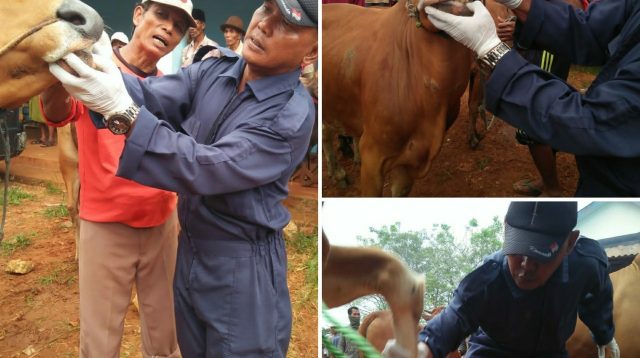 Tekan Penyebaran PMK, DKPP Sumenep Minta Masyarakat Terapkan Biosecurity