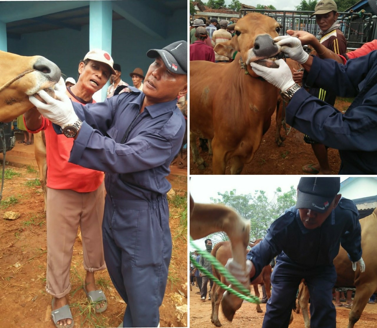 Tekan Penyebaran PMK, DKPP Sumenep Minta Masyarakat Terapkan Biosecurity