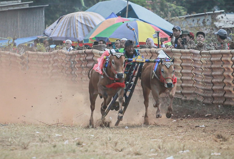 Kejuaraan Kerapan Sapi, Bupati Sumenep: Upaya Melestarikan Budaya