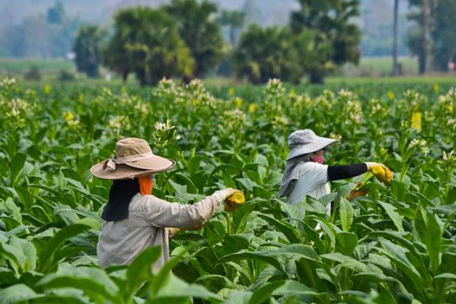 Petani Tembakau Sumenep Rasakan Manfaat Keberadaan Perusahaan Rokok Lokal